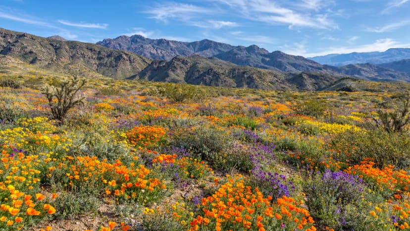 Anza-Borrego Super Bloom