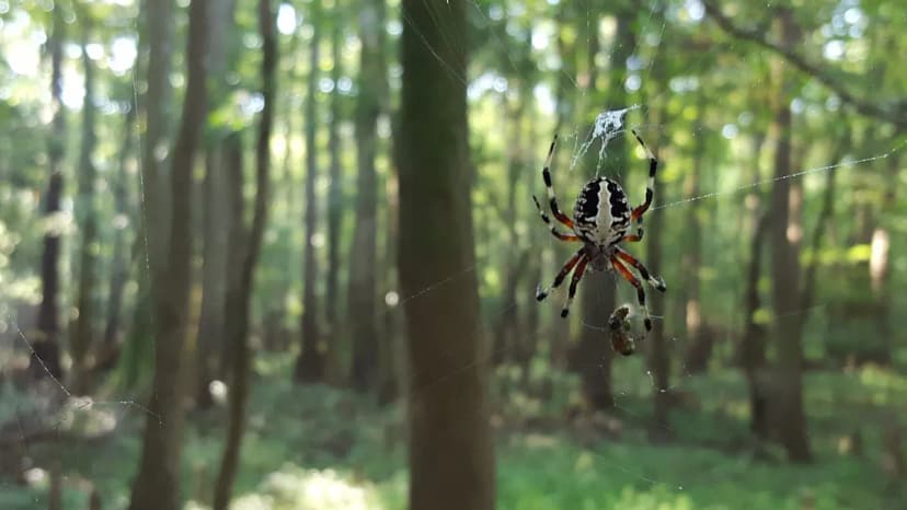 Congaree Boardwalk Loop Trail: A Complete Walking Guide