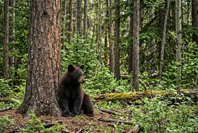 Bears in Rocky Mountain National Park: What Actually Lives There