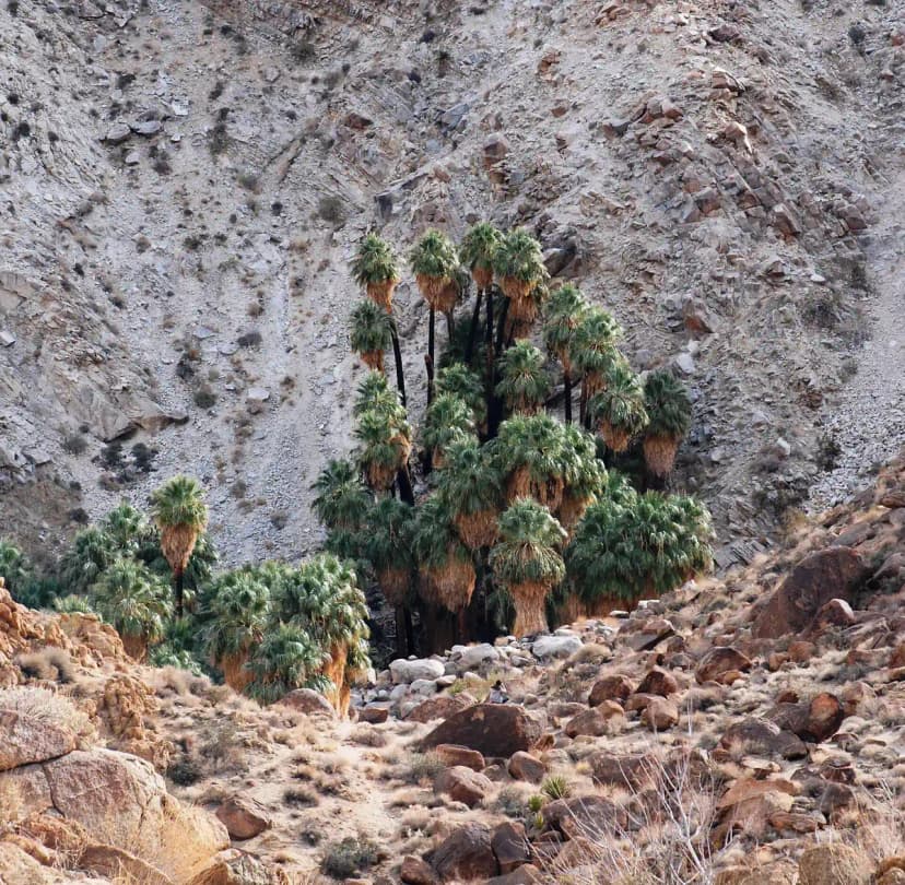 Best Time to Visit Joshua Tree: A Month-by-Month Guide