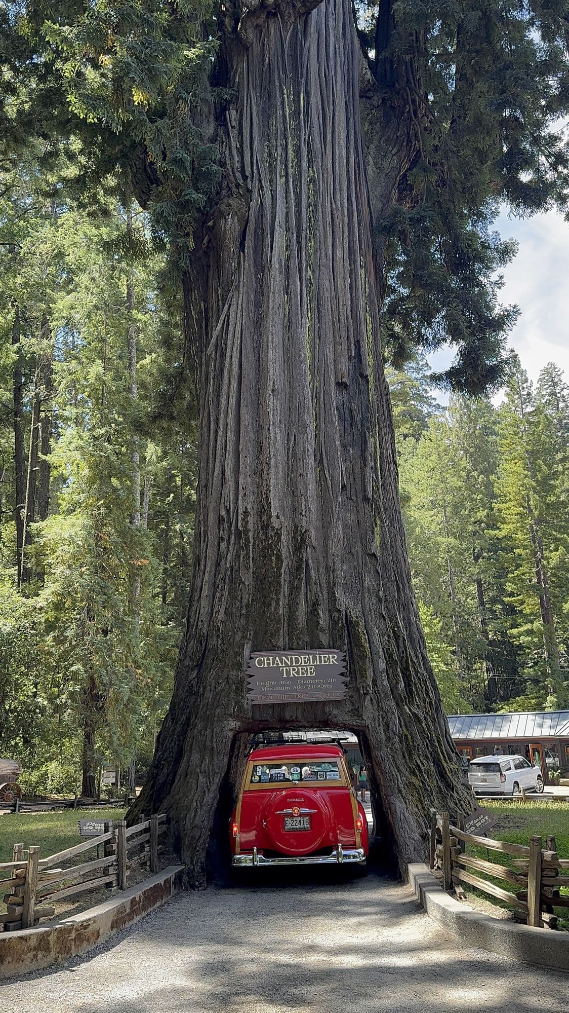 Father Son Road Trip Ideas: The West Coast Drive That Bonds