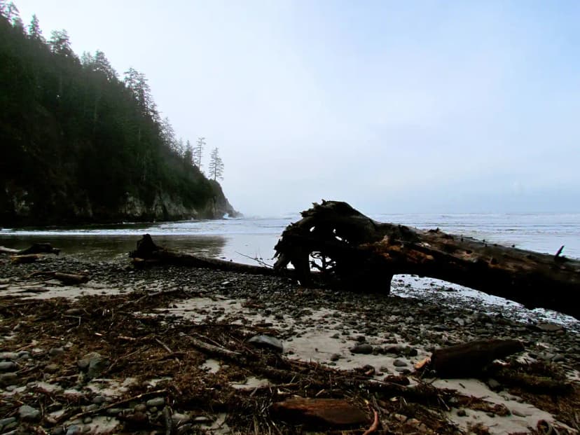 Cape Falcon Trail, Oswald West