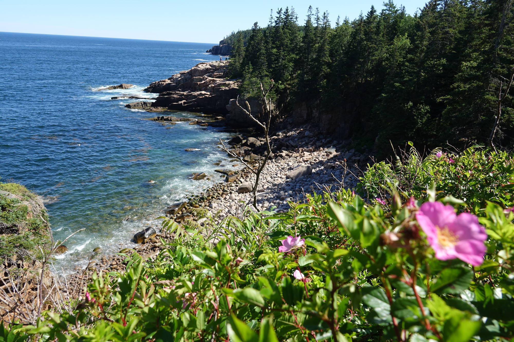 The flat gravel Ocean Path running along the granite shoreline, Acadia National Park