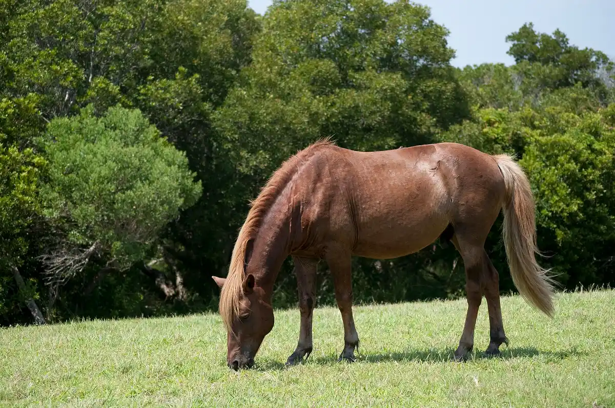 Assateague Island Visitor Center