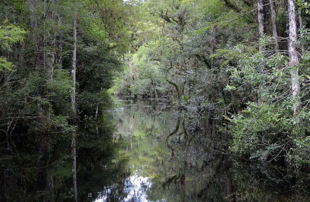 Big Cypress Loop · 3.6-mile cypress paddle