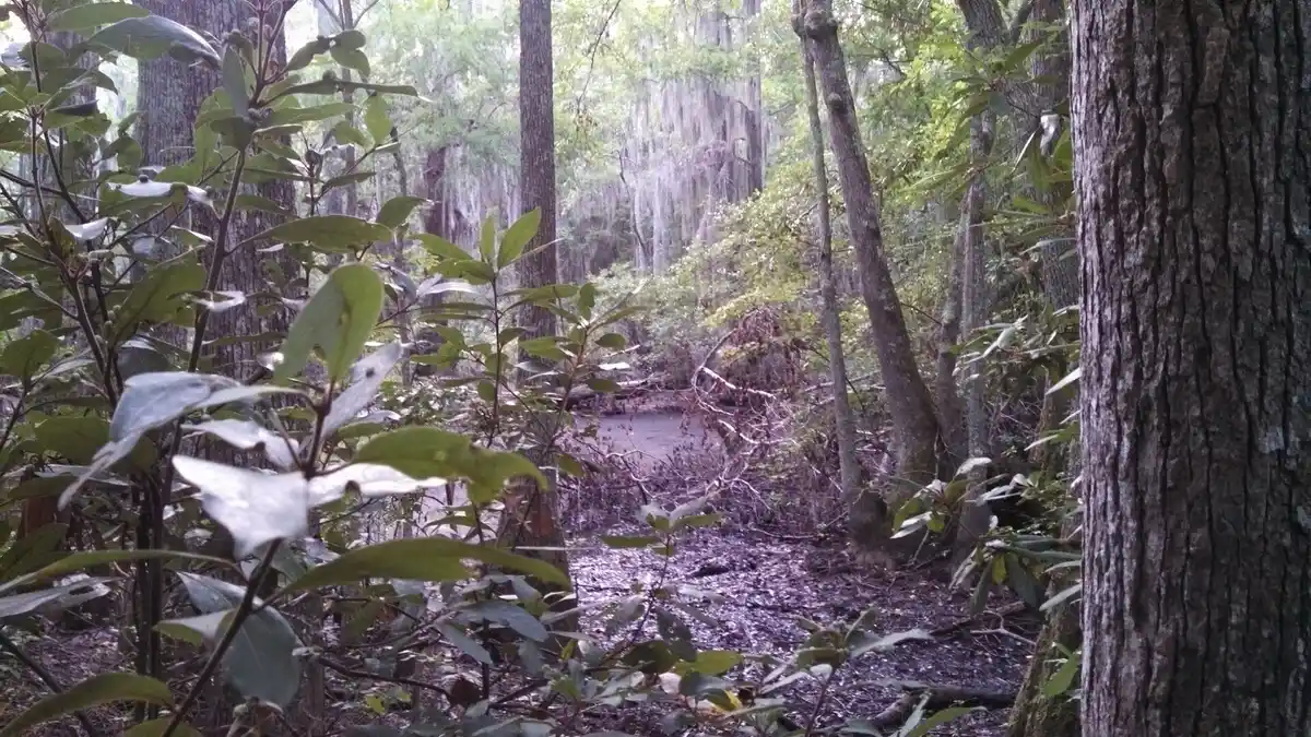 Spanish moss · cypress-tupelo forest