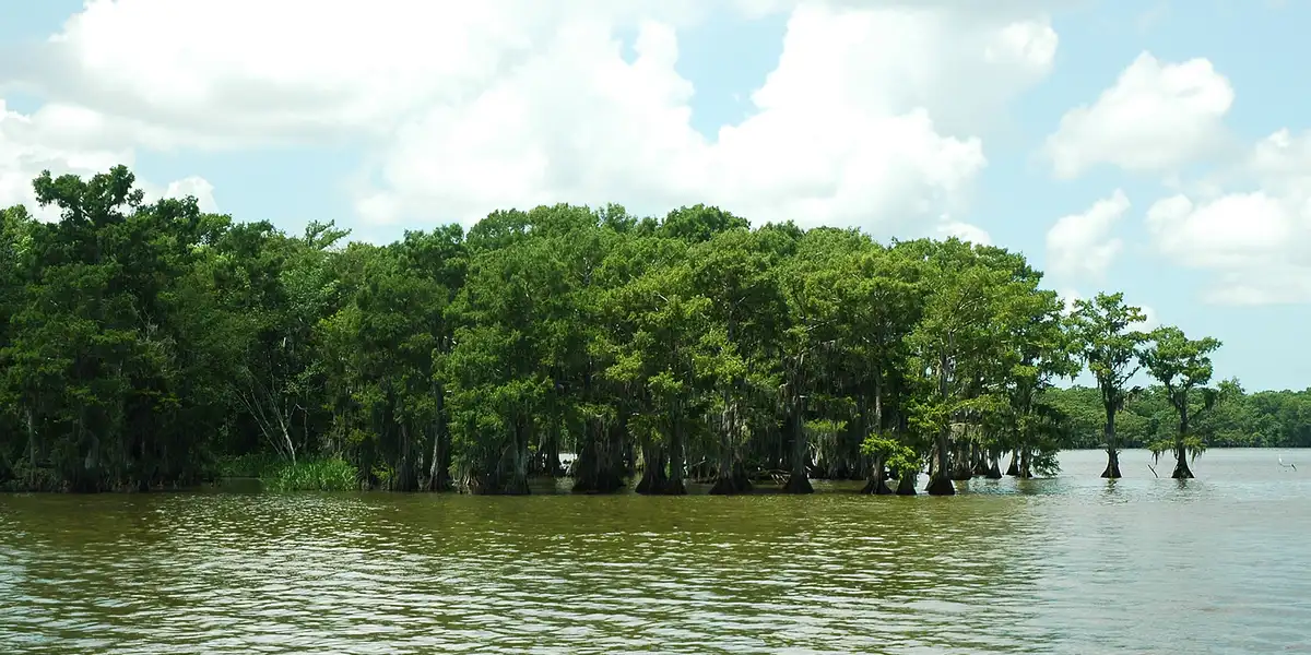 Old-growth bald cypress swamp