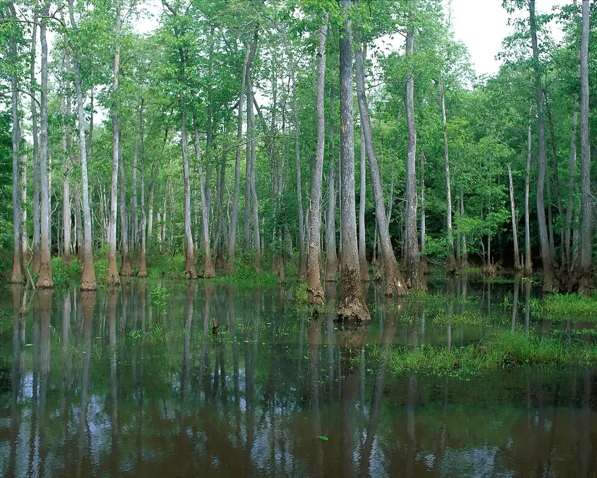 Wildlife · egrets, herons & alligators