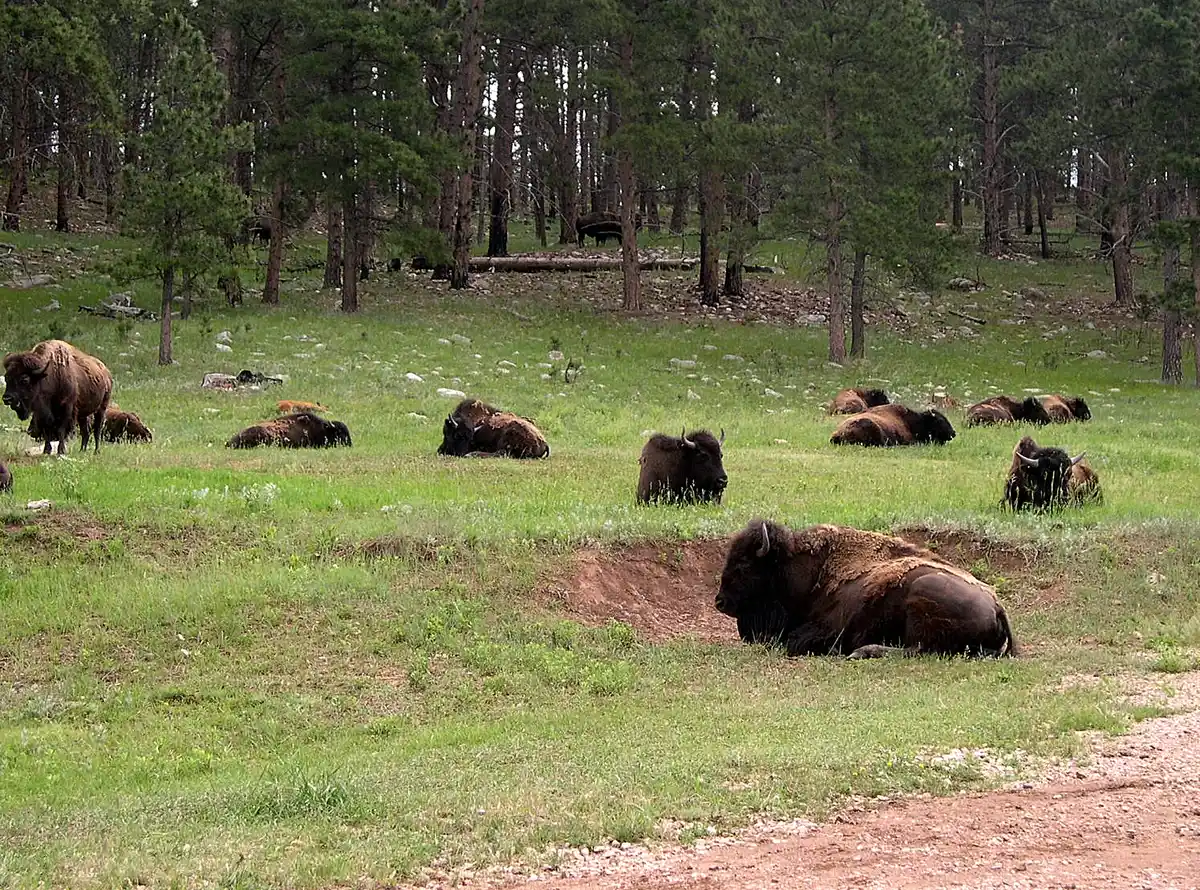 Wildlife Loop Road · Custer's bison herd