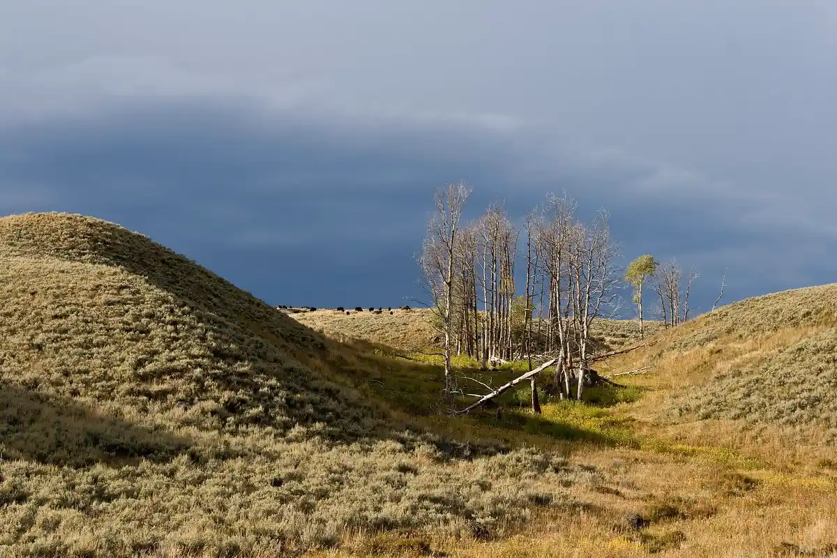 Lamar Valley · "America's Serengeti"