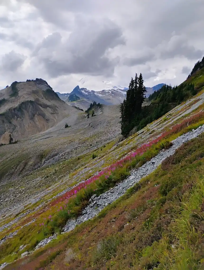 Fireweed below Baker · photo by Liudmila S.