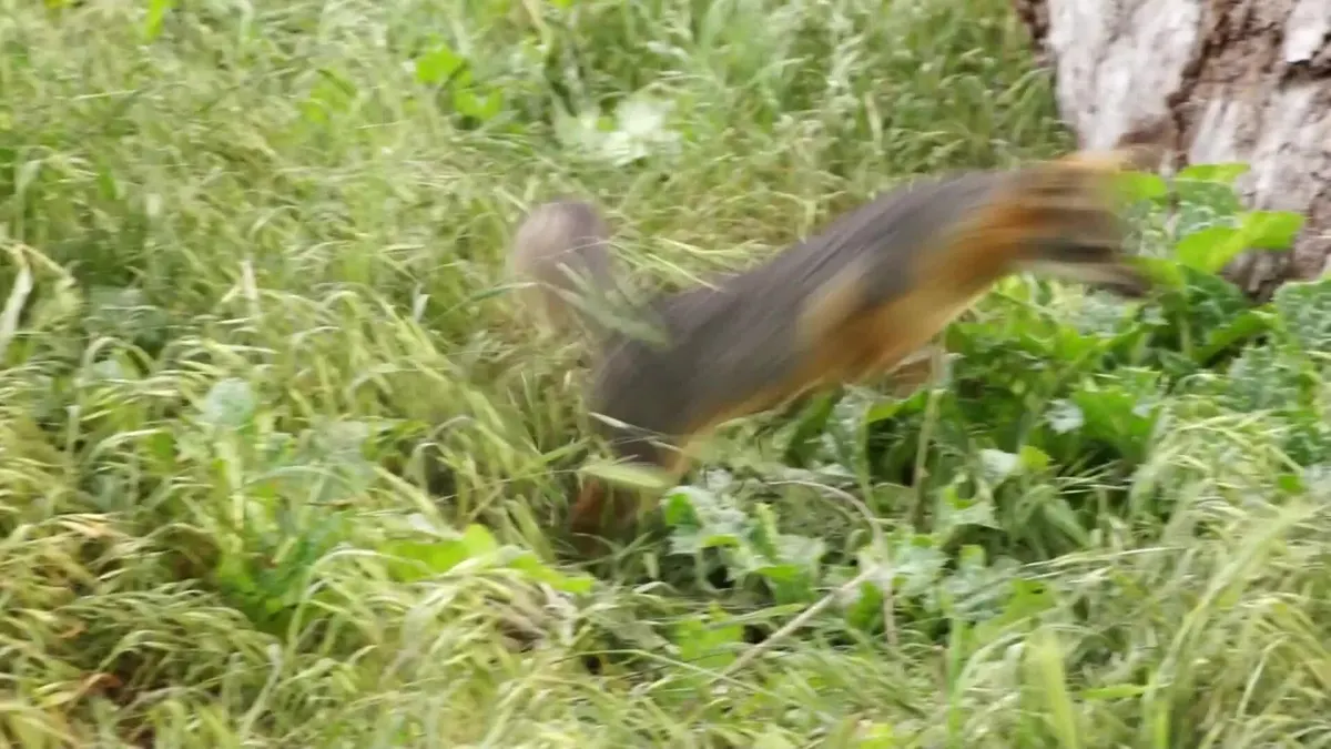 Island fox · endemic to the Channel Islands