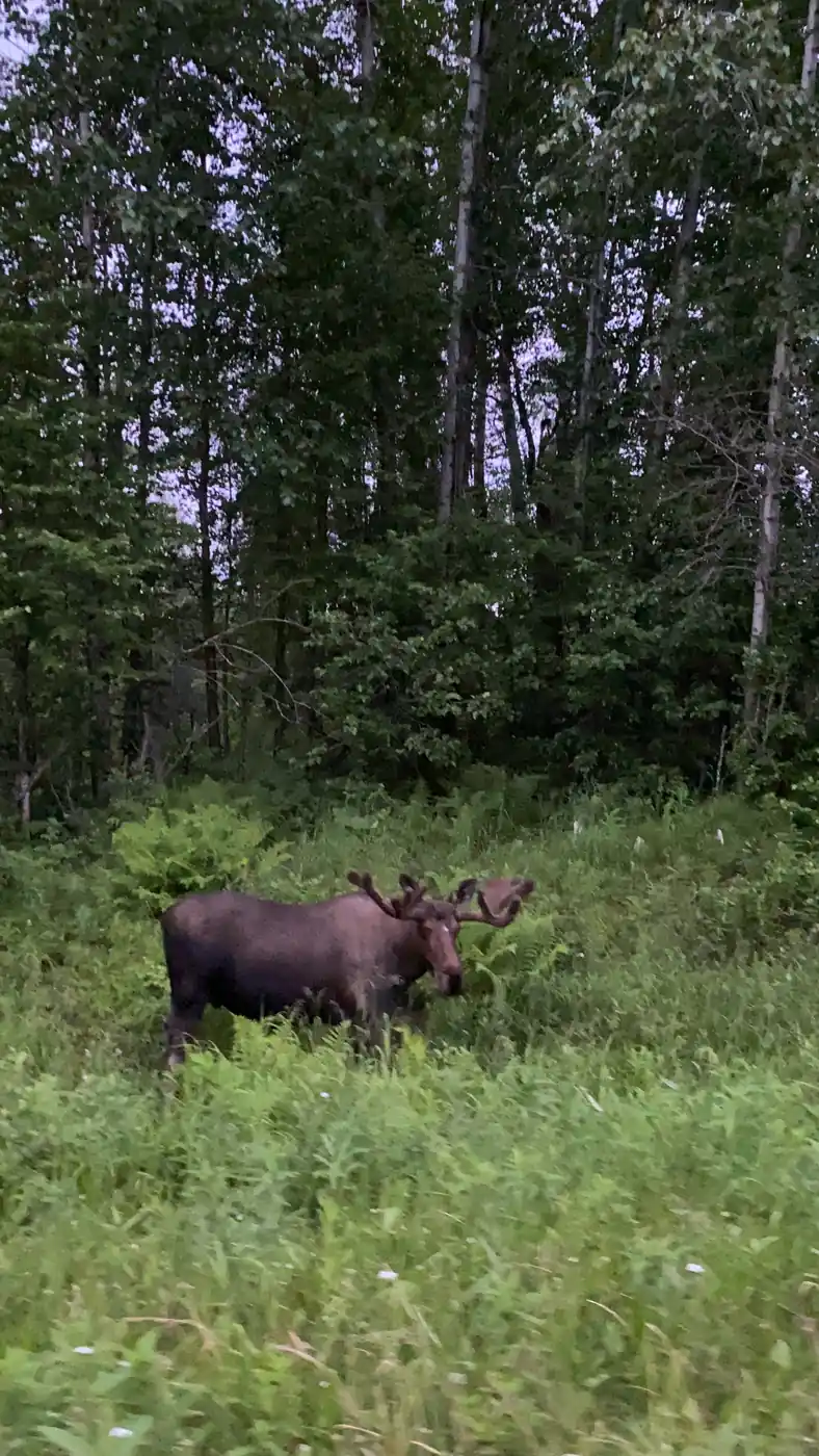 A bull moose standing in willows beside an Alaskan road