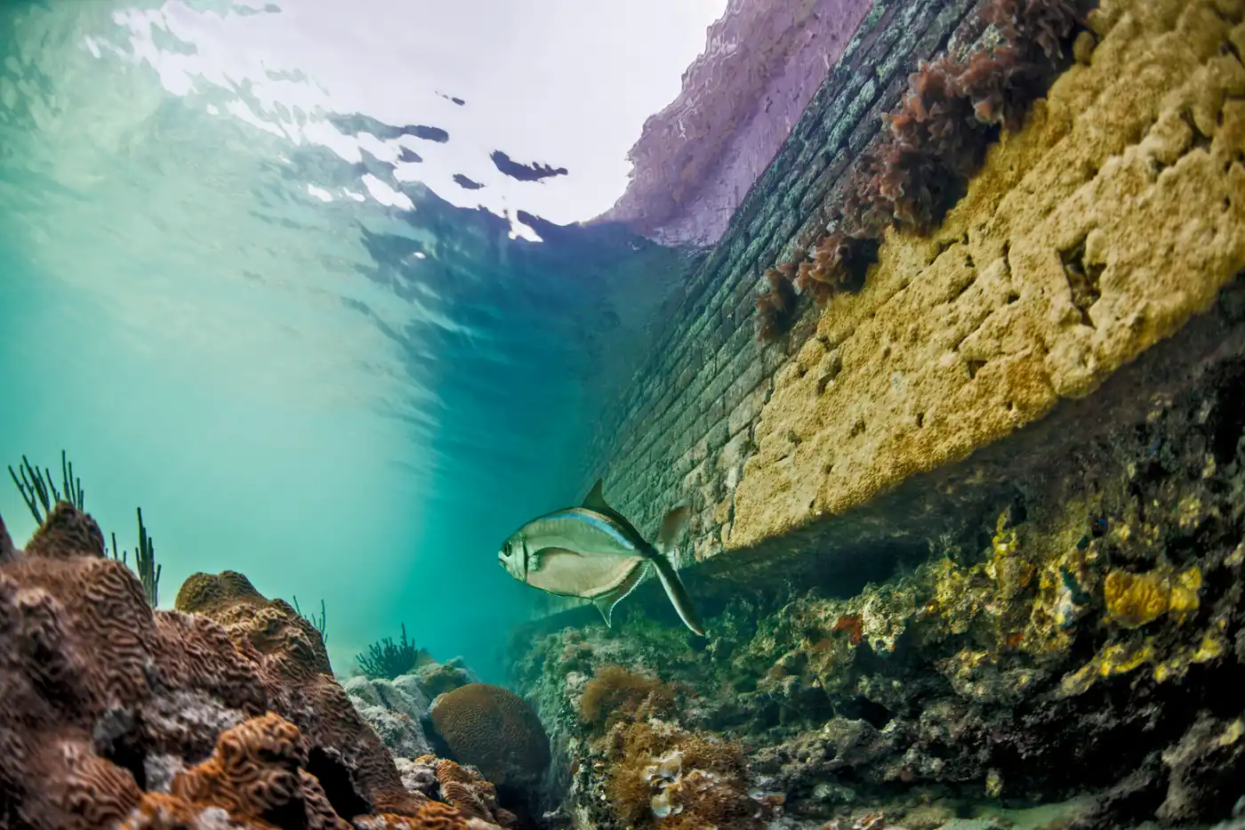 Under the surface