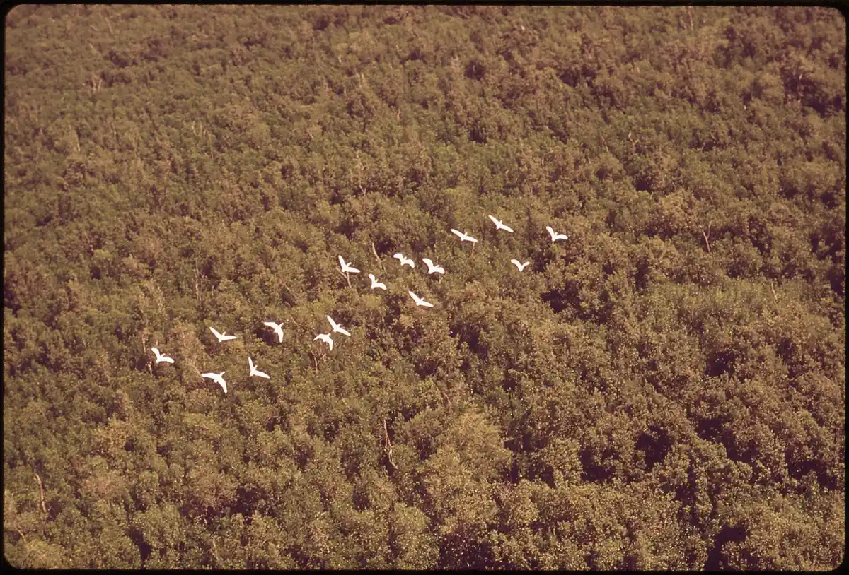 Roseate spoonbills · dawn and dusk birdlife