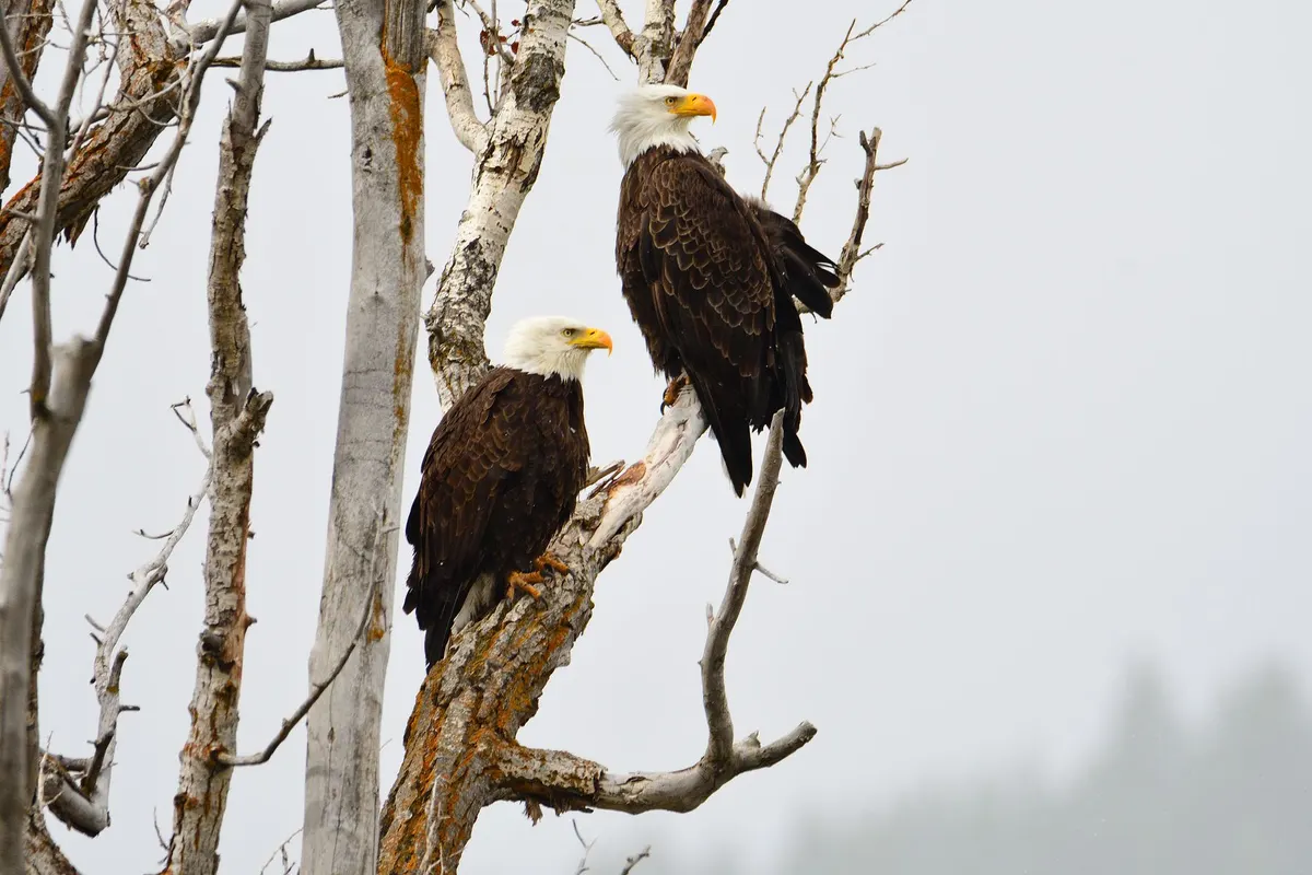Two bald eagles on bare branches