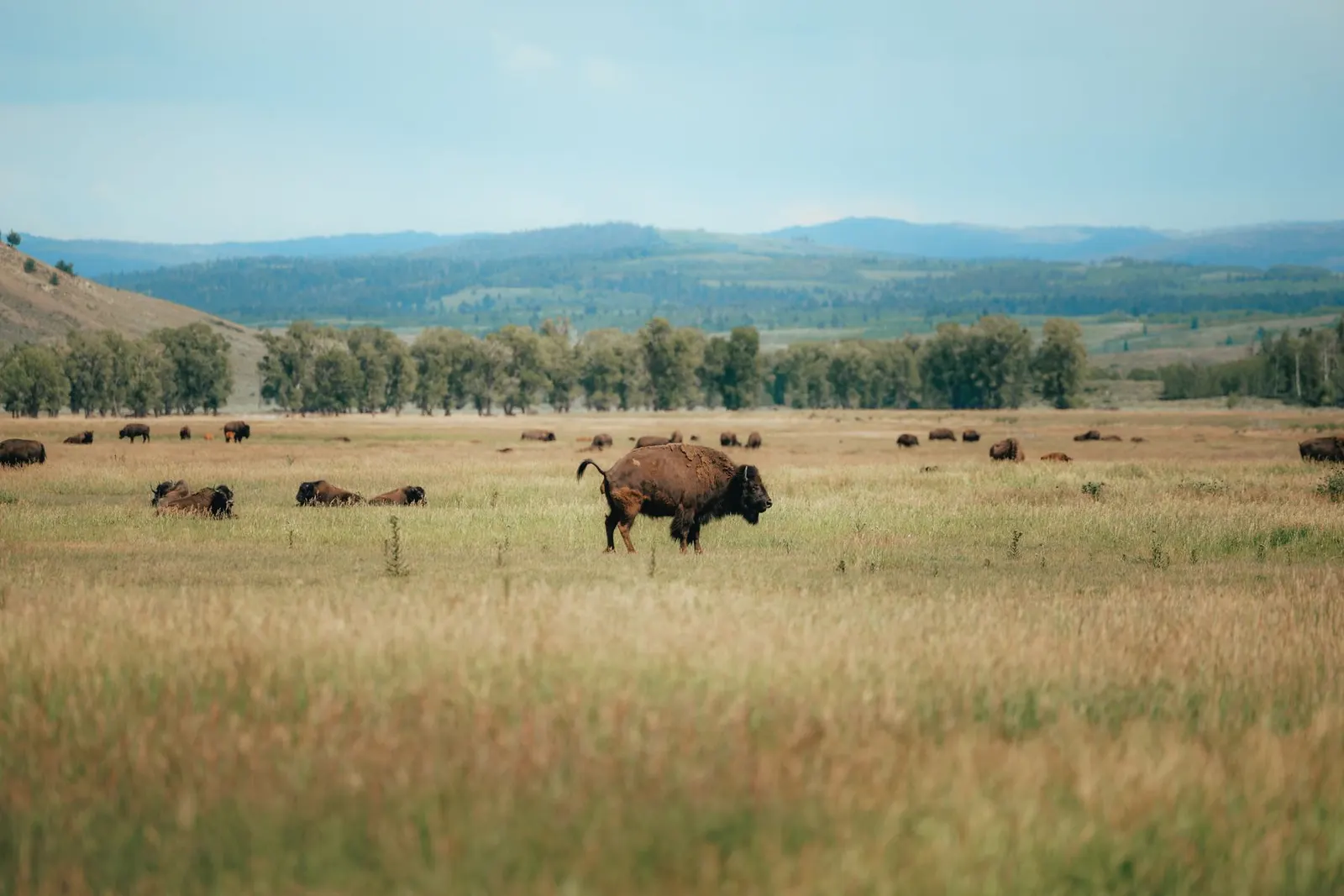 2 Day Yellowstone Itinerary: Grand Teton, Lamar Valley and Old Faithful