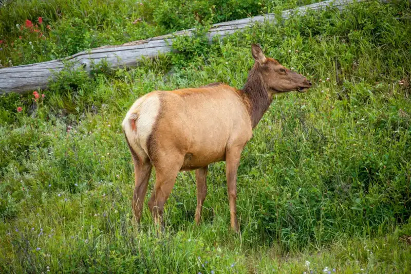 An elk in the grasslands of Yellowstone