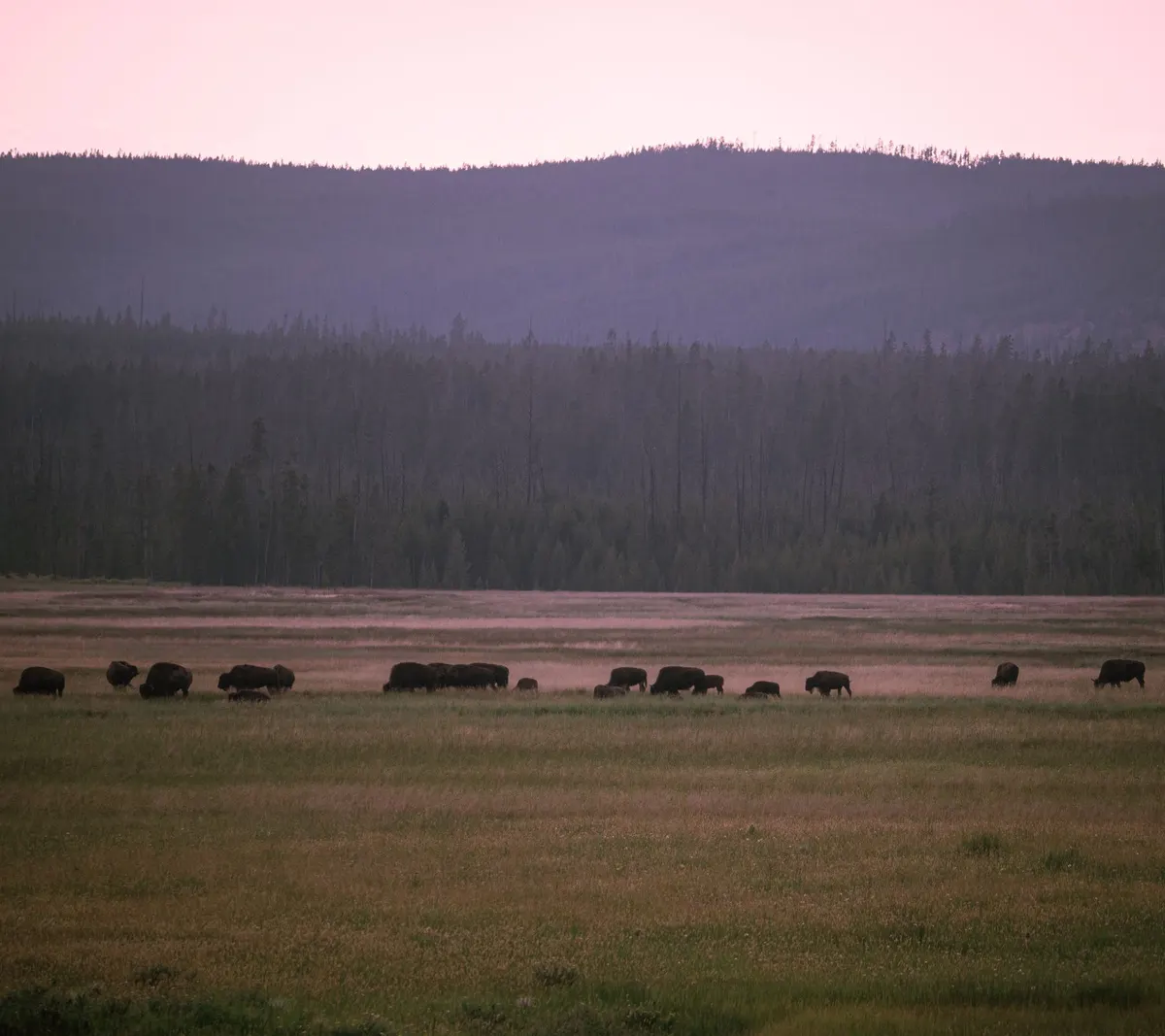 Bison grazing in a wide valley below the mountains