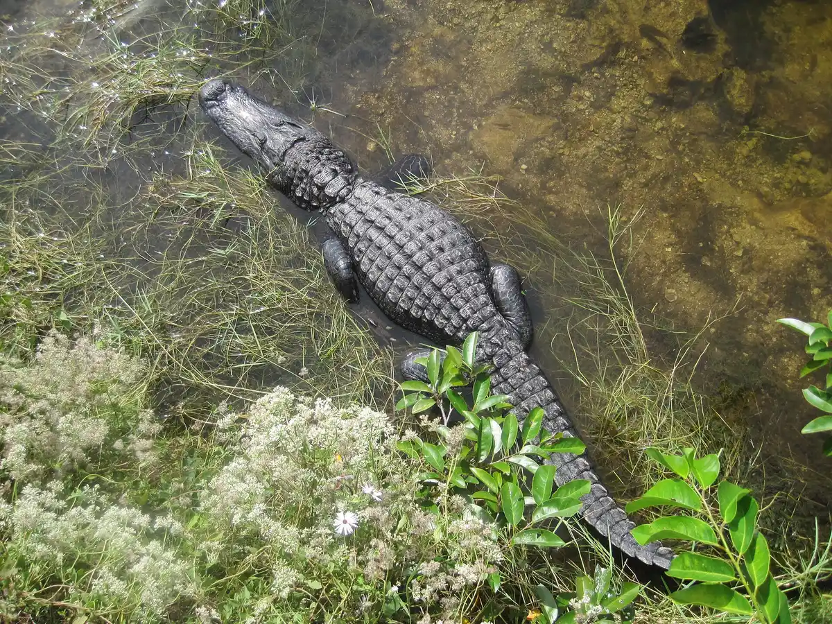Big Cypress wildlife · gators and wading birds