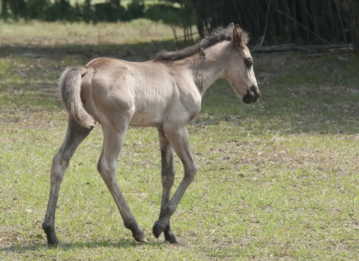 Cumberland Island · wild horses & empty beach