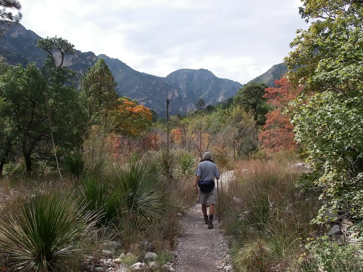 Descend McKittrick Canyon Trail