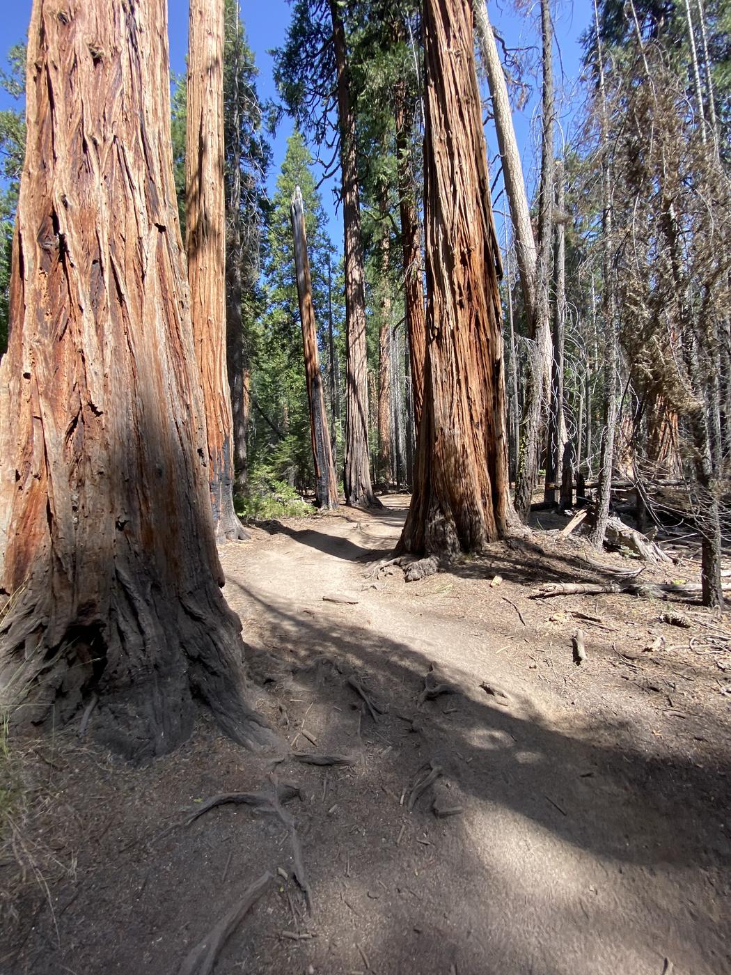 A dirt trail winding between incense cedars in the forest above Little Yosemite Valley
