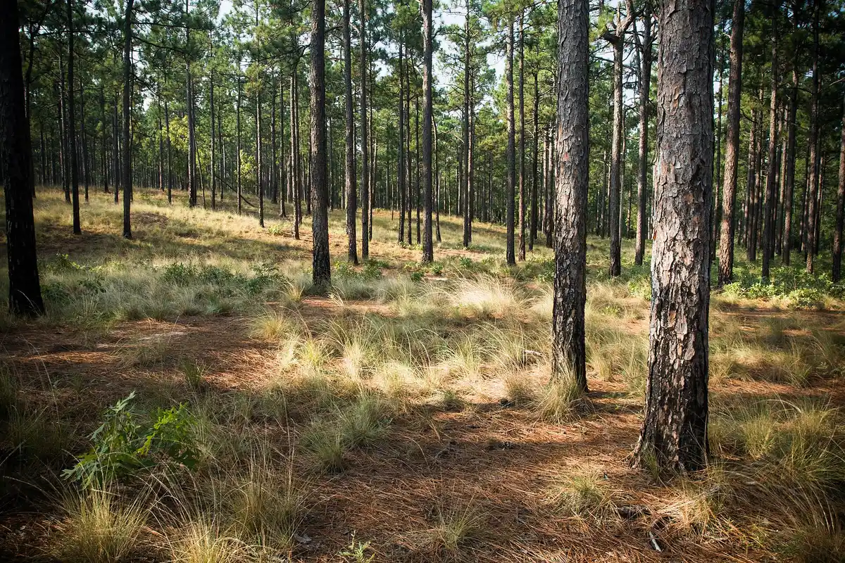 Longleaf pine · open savanna miles