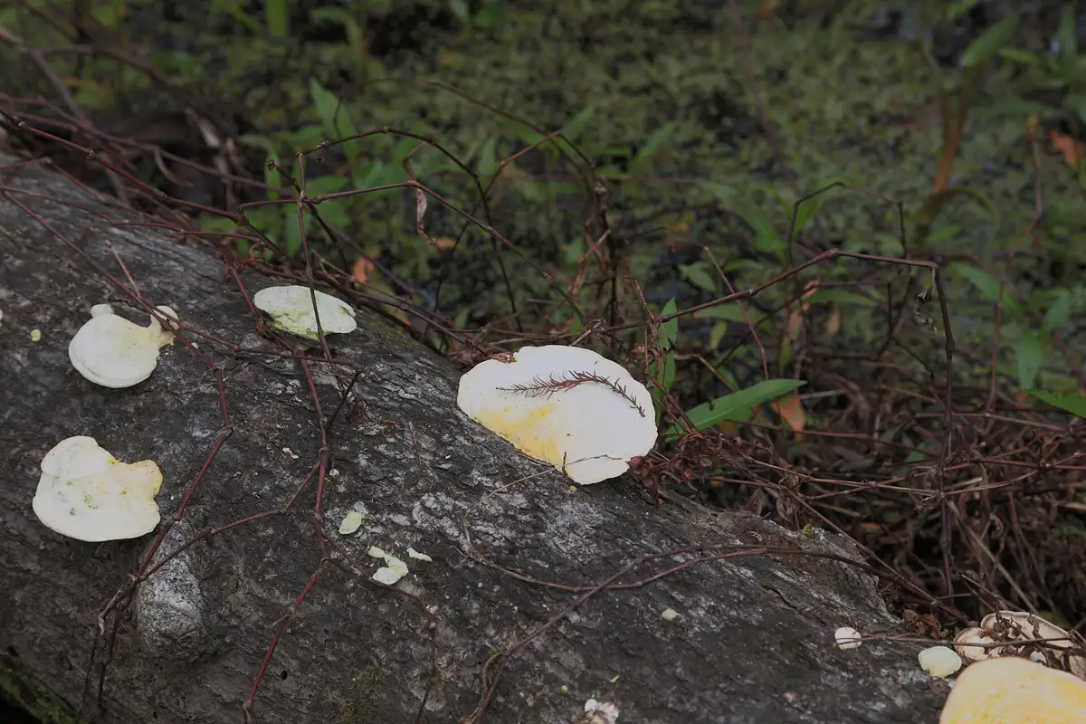 Barataria Preserve · Jean Lafitte NHP