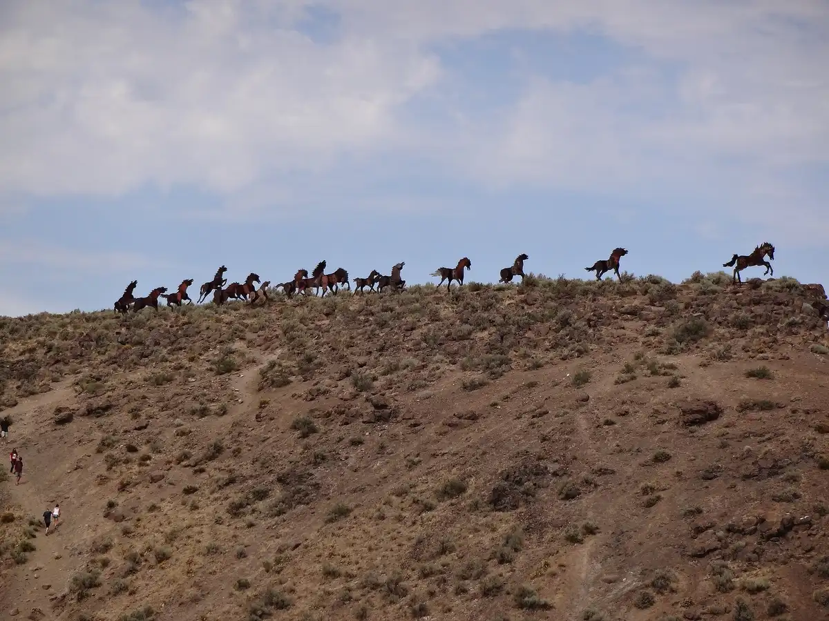 Wild horses · common on the trail