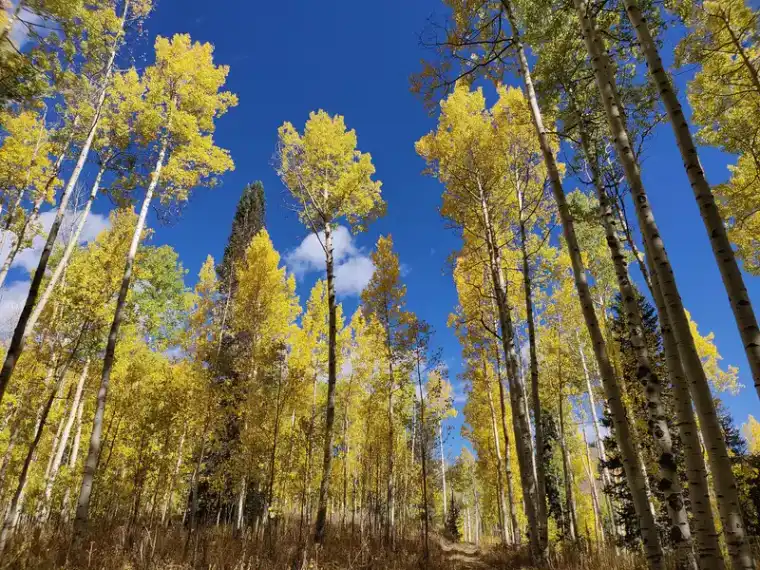 Hunter Creek aspen groves