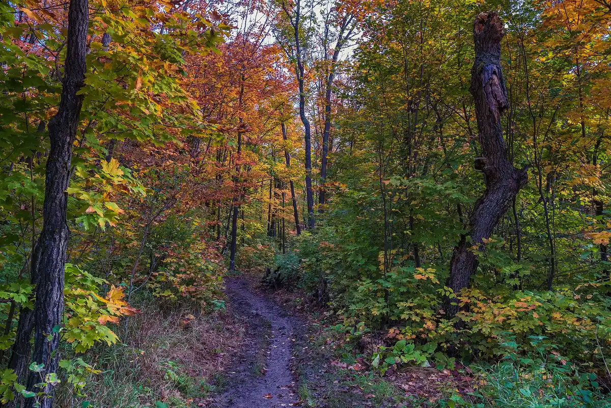 Oberg Mountain Loop