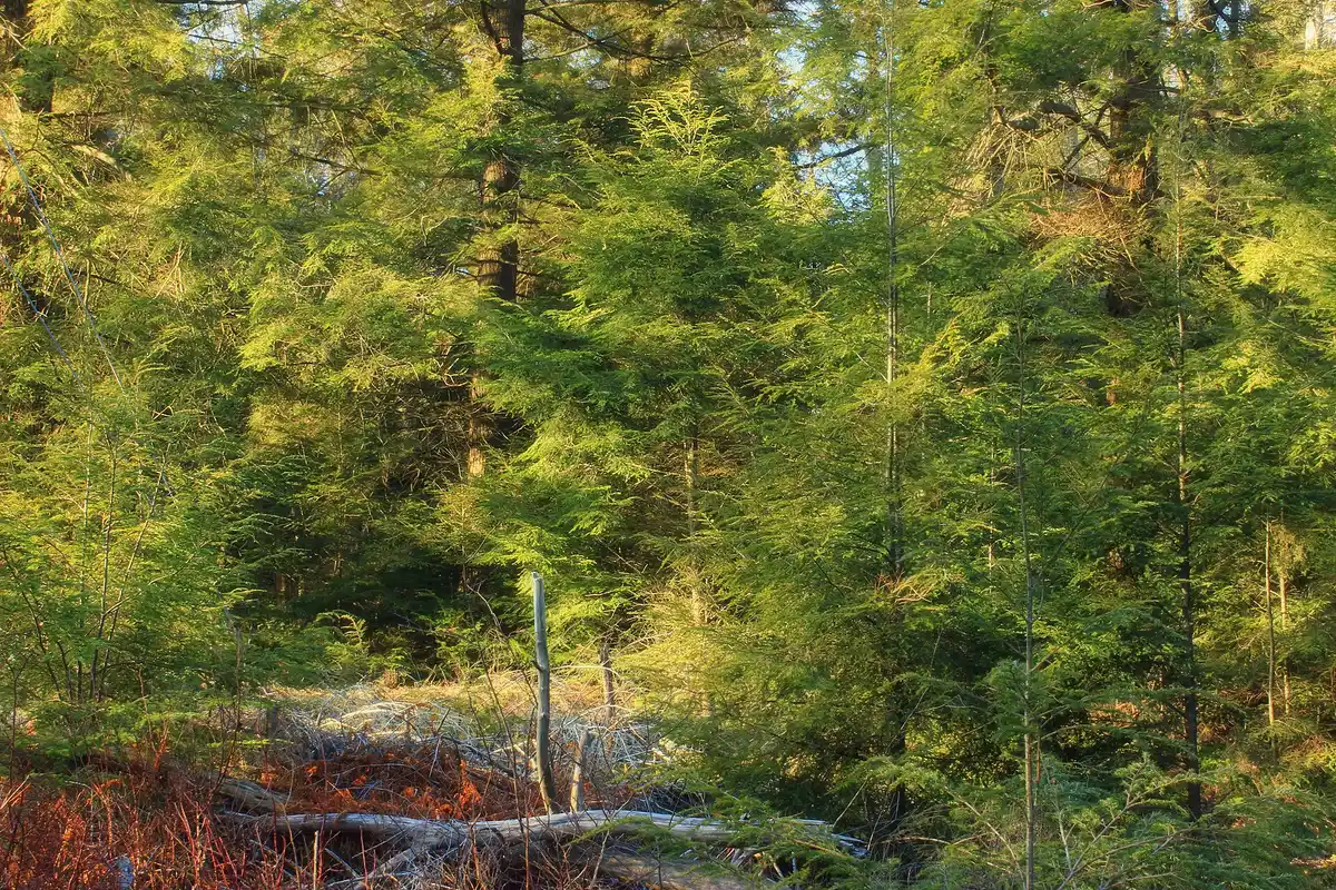 Loyalsock Trail day segment