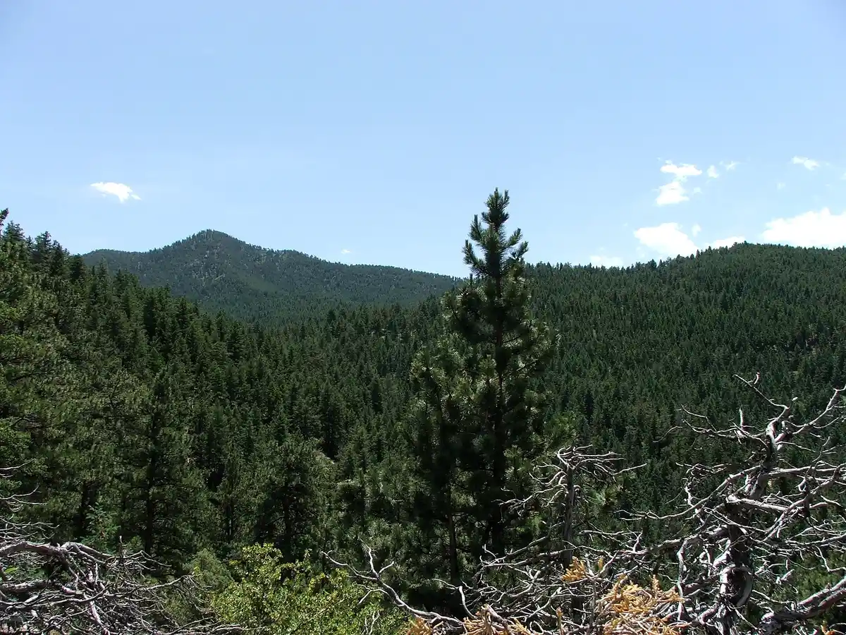 Ponderosa pine forest