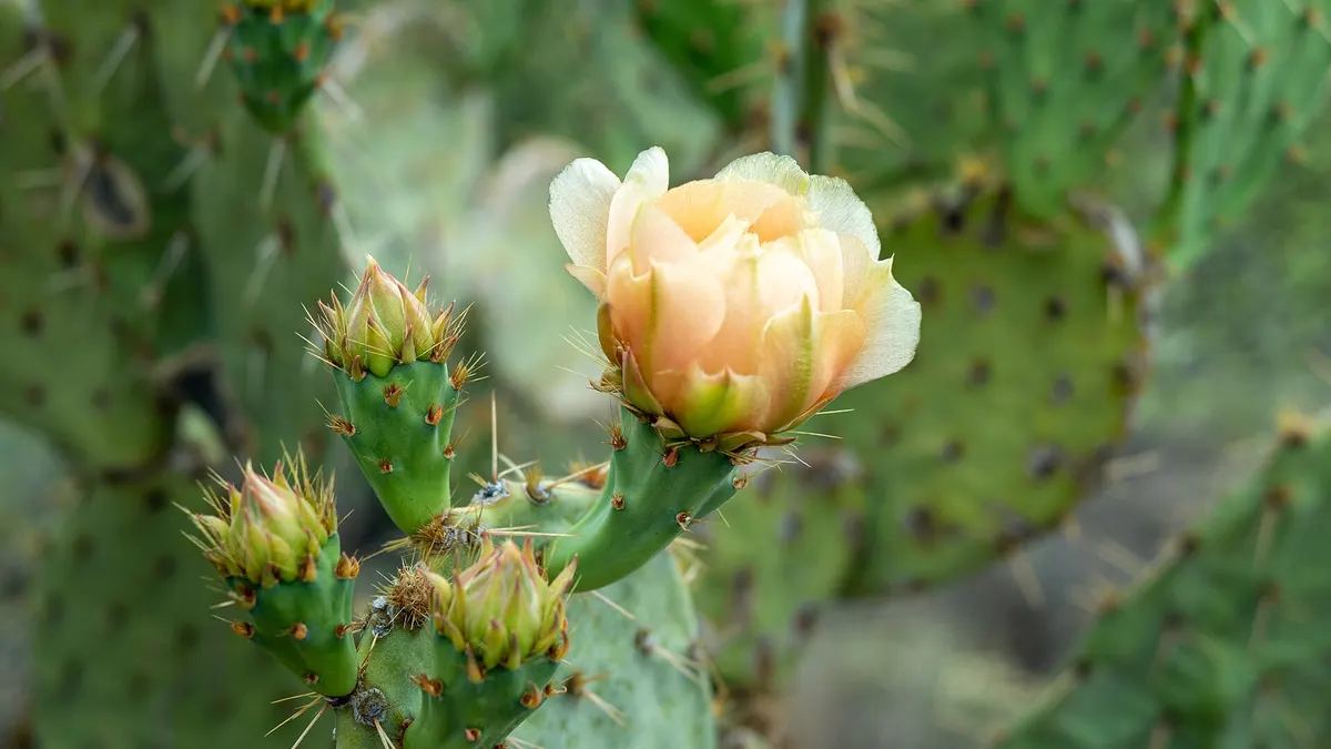 Cactus Forest Loop Drive