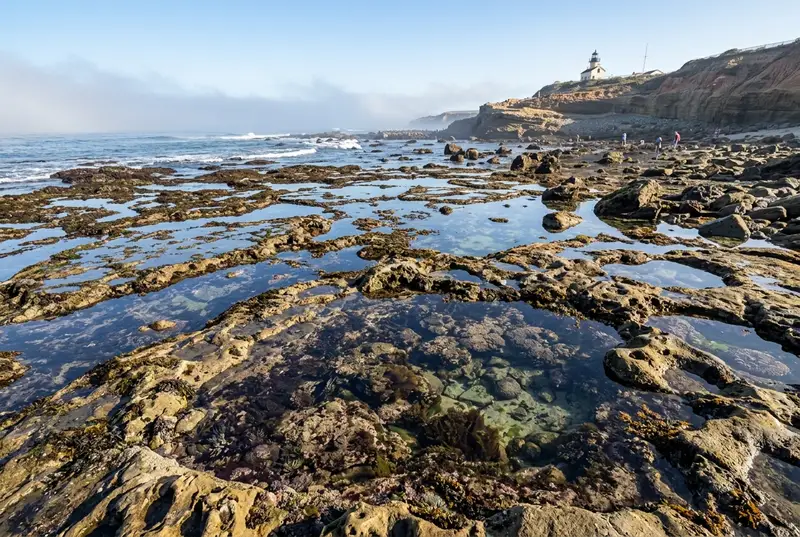 Cabrillo tide pools · low tide only