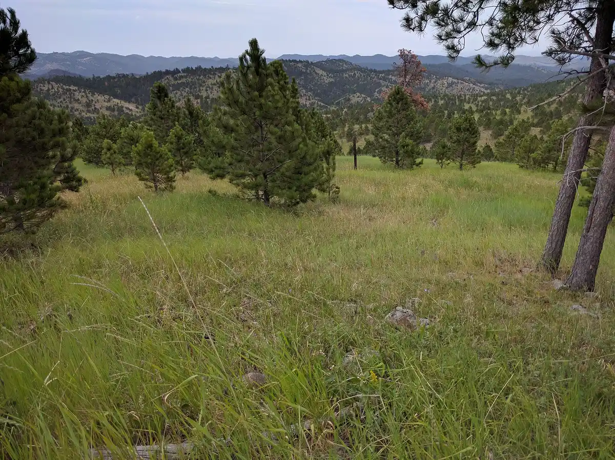 Fifth night in Custer