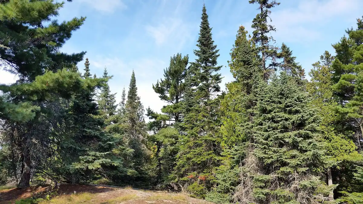 Best Time to Hike the Superior Hiking Trail for Fall Colors