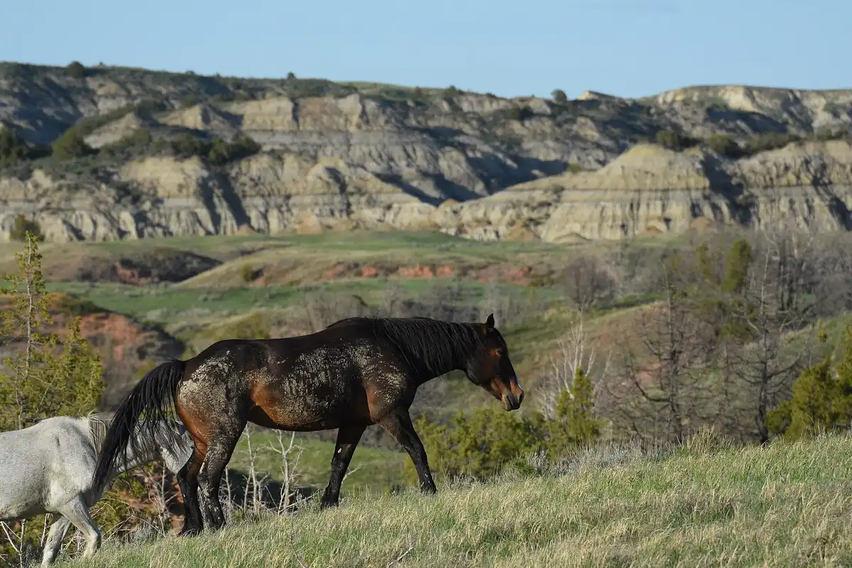 Wild horses · the South Unit's feral herd