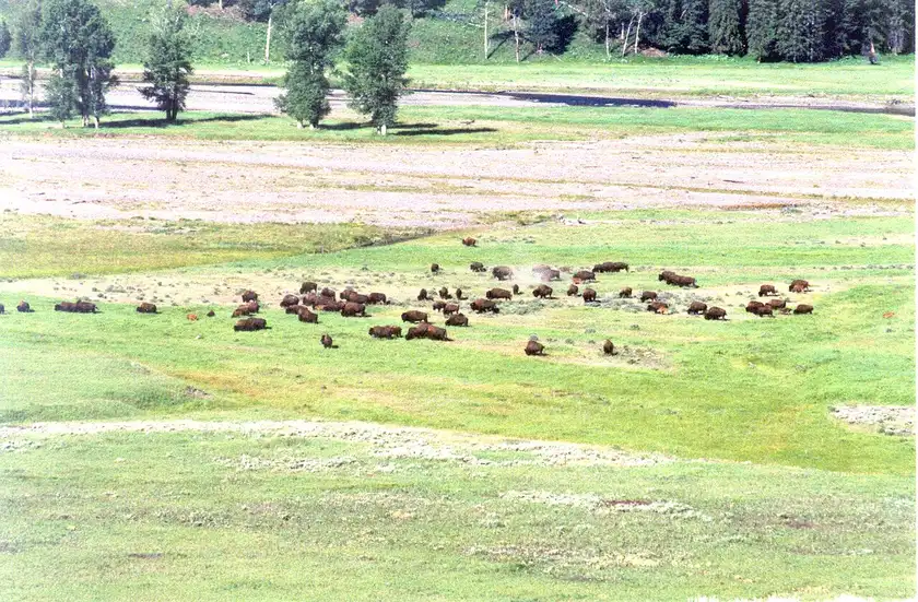 Bison in the Lamar Valley