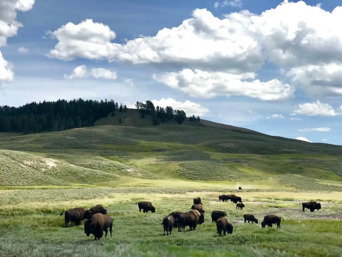 Bison in Yellowstone