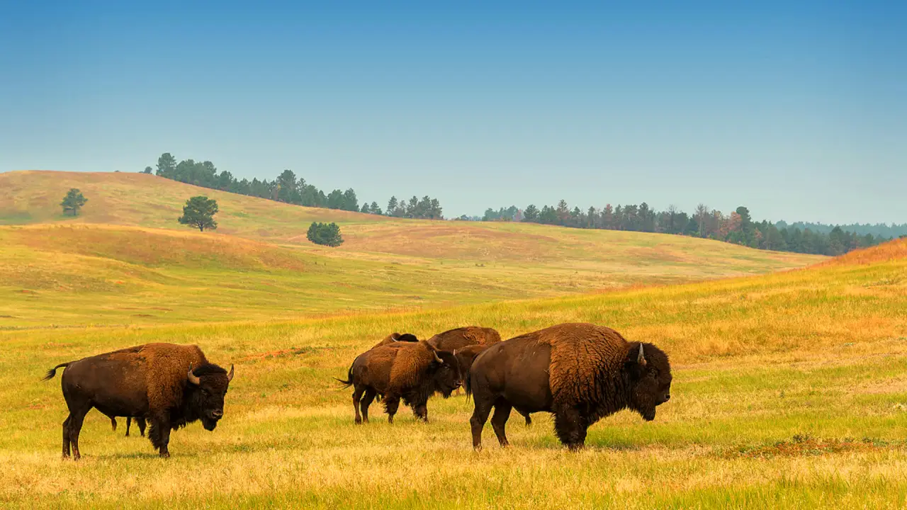 Yellowstone Itinerary From Salt Lake City: 5 Days With Grand Teton
