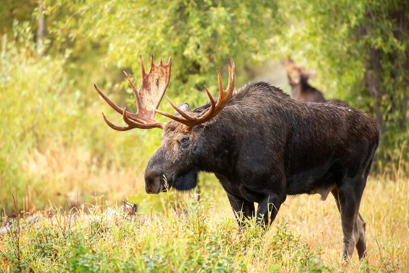 Moose and wildlife in Grand Teton