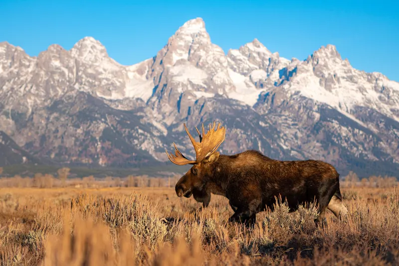 A moose in Grand Teton National Park