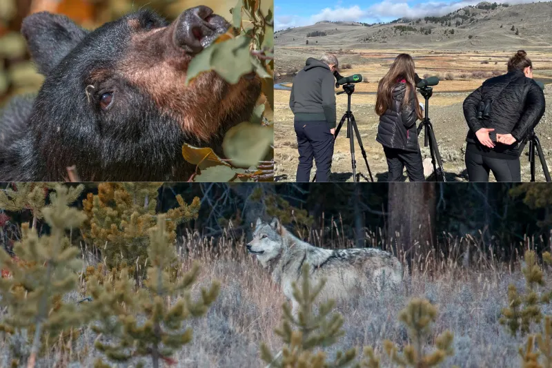 Guests watching through spotting scopes on a wolf tracking trip
