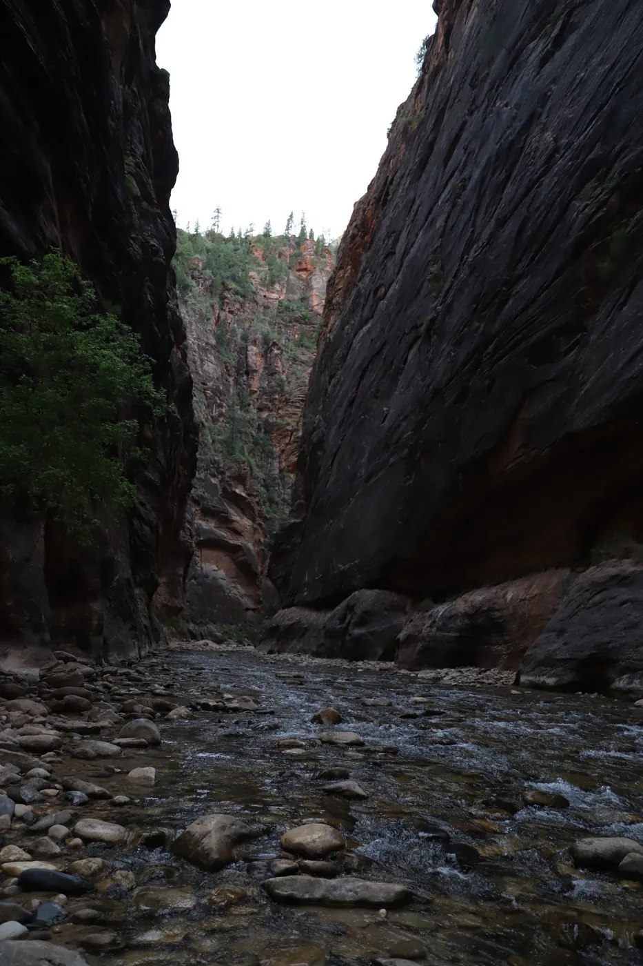 The Virgin River running between 1,000-foot walls in the Zion Narrows