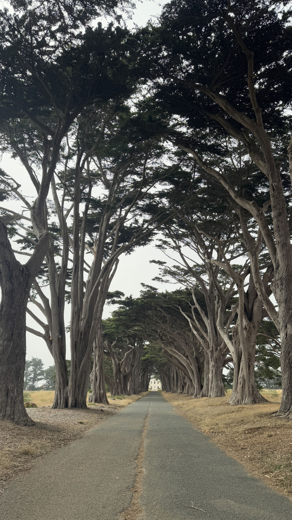 The Cypress Tree Tunnel, an arching lane of Monterey cypress at Point Reyes