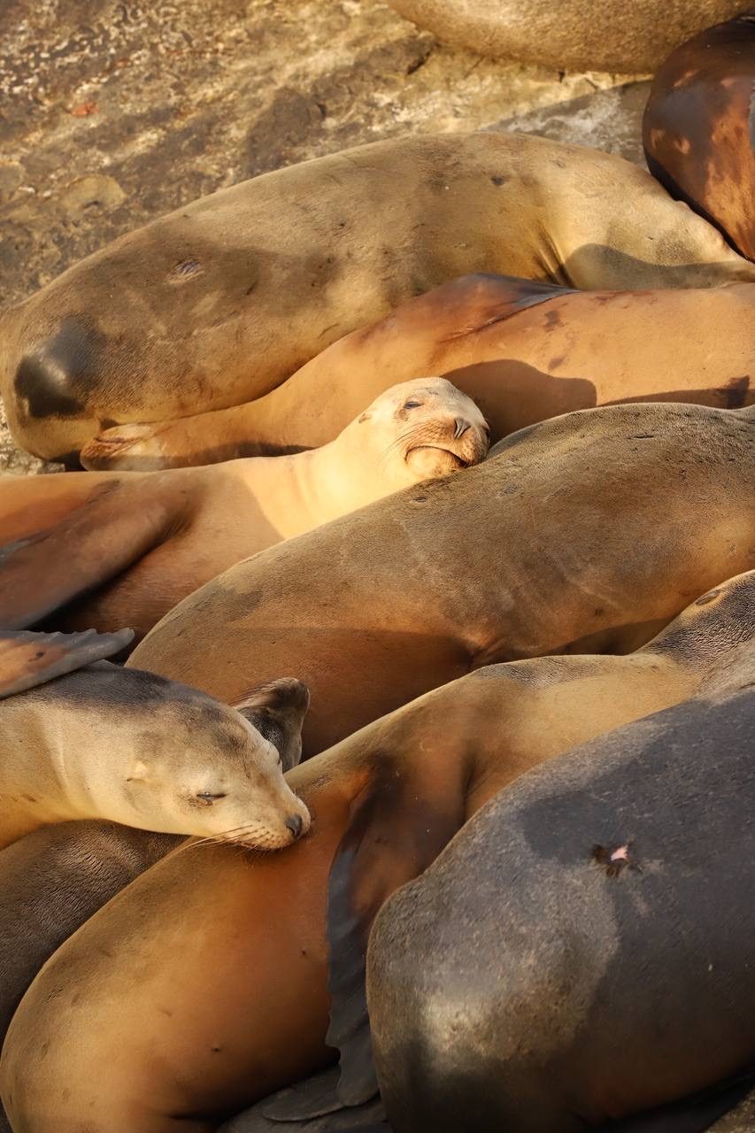 Wild sea lions gathered inside the Sea Lion Caves on the Oregon Coast