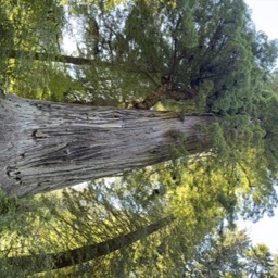 Big Tree Wayside