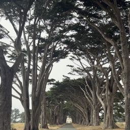 Cypress Tree Tunnel
